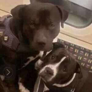 Meet your Posher, Snoopy